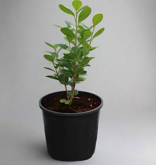 Ficus diversifolia image 0