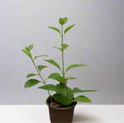 Clerodendron inerme (25 - 30cm Height in 10cm Pot) image 0