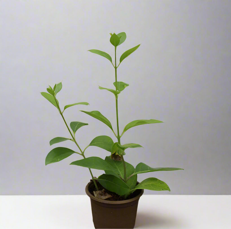 Clerodendron inerme (25 - 30cm Height in 10cm Pot) image 0