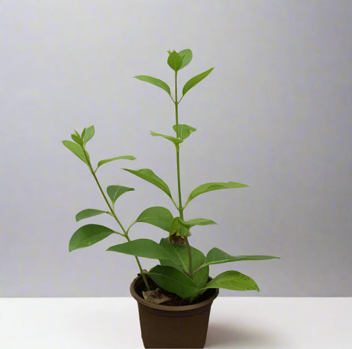 Clerodendron inerme (25 - 30cm Height in 10cm Pot) image 0