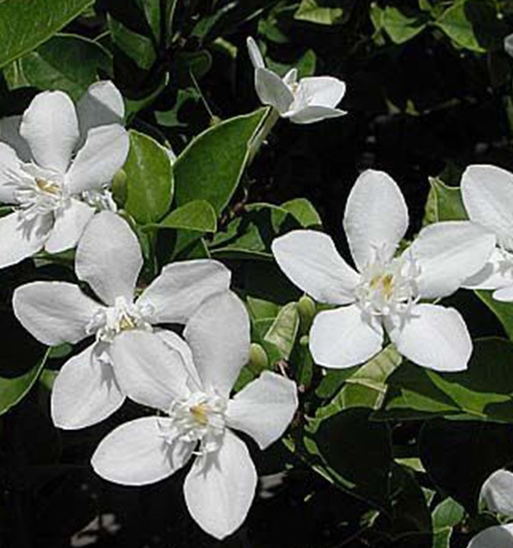 Wrightia milky way 30 - 40cm Ht, 1PP in 15cm Pot