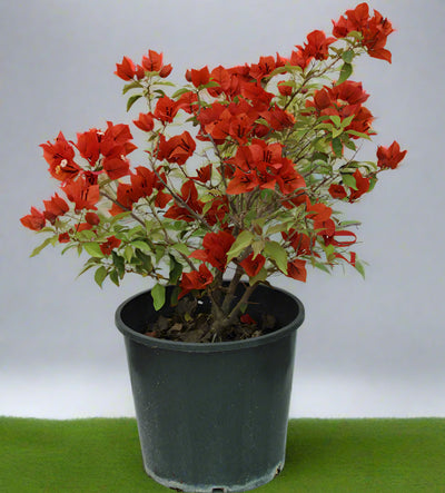 Bougainvillea Tomato Red" image 0