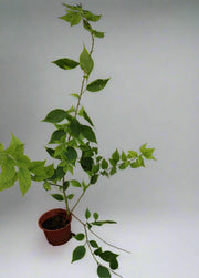 Bougainvillea'Singapore Pink' image 0