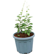 Mandevilla "Yellow" image 1