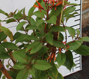 Hamelia patens image 2