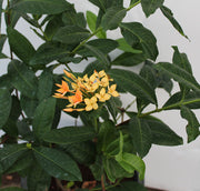 Ixora coccinea "Yellow" 70-80cm image 2