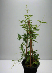 Tristellateia australasiae image 2