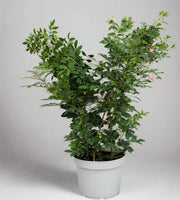 Murraya paniculata Bushy image 1