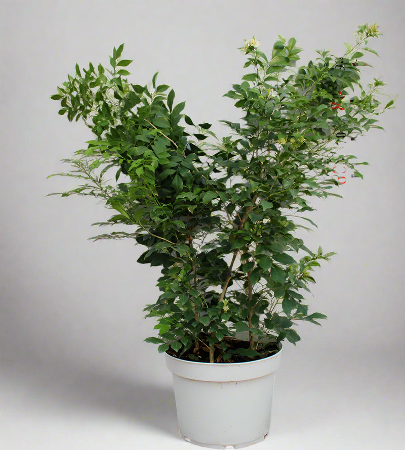 Murraya paniculata Bushy image 1