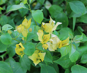 Bougainvillea "yellow" image 1