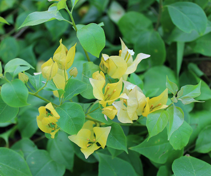 Bougainvillea "yellow" image 1