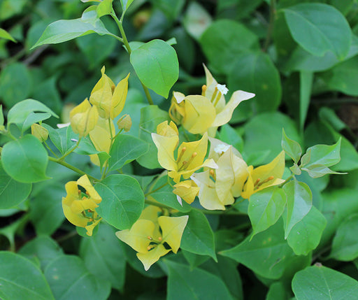 Bougainvillea "yellow" image 1