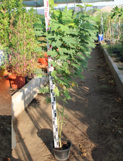 Cassia glauca image 0