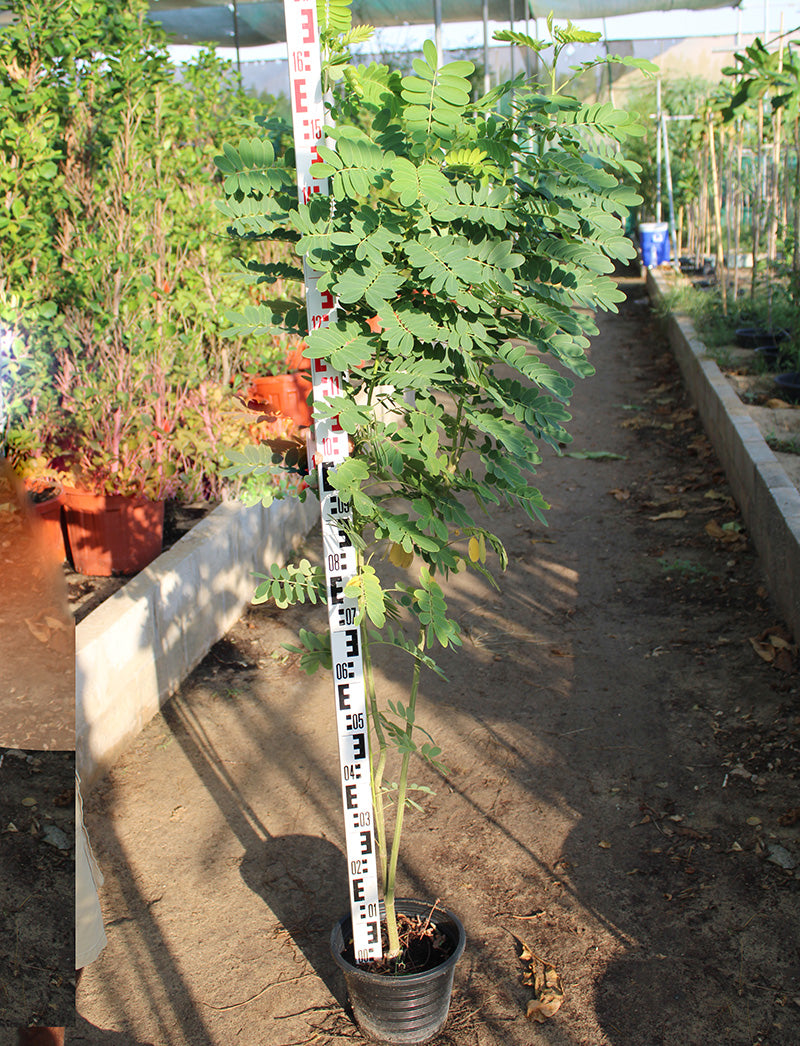 Cassia glauca image 0