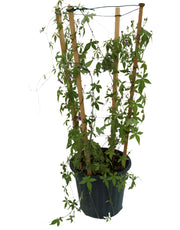 Ipomoea Cairica Palmata image 0
