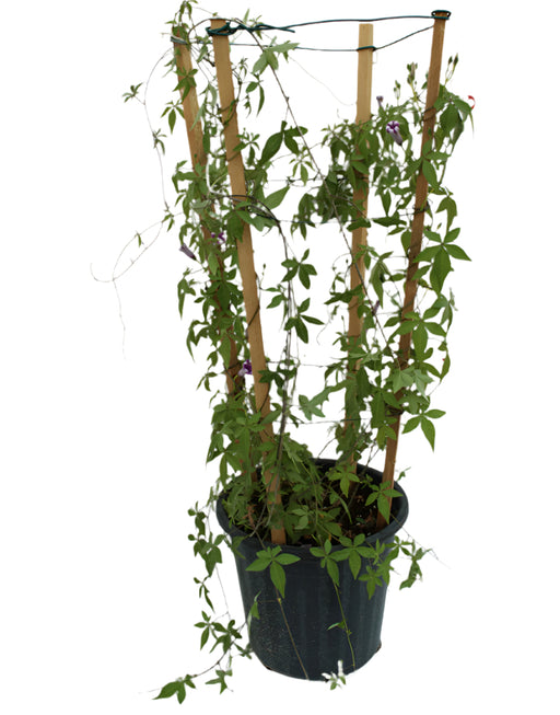 Ipomoea Cairica Palmata image 0