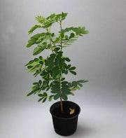 Cassia glauca image 0