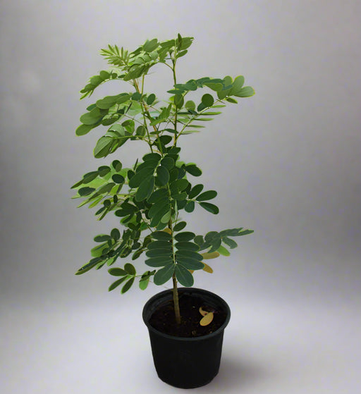 Cassia glauca image 0