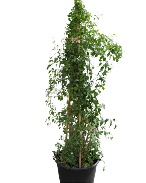 Jasminum grandiflorum image 1