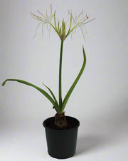 Hymenocallis littoralis image 0