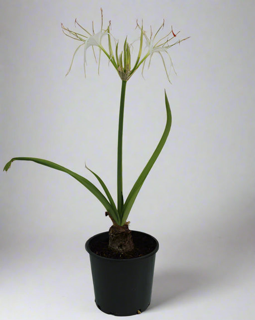 Hymenocallis littoralis image 0