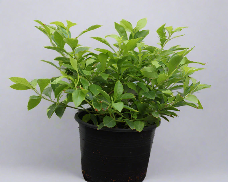 Duranta erecta "Green" image 0