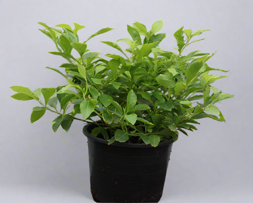 Duranta erecta "Green" image 0