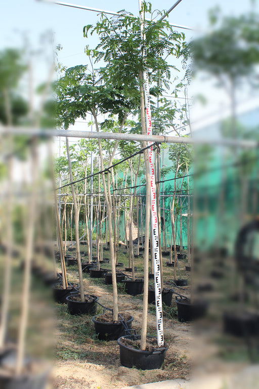 Albizia lebbeck image 0