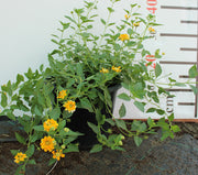 Lantana 'Mix' image 3