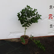 Carissa Grandiflora image 1