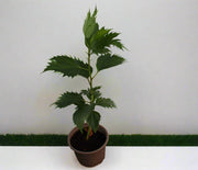 Hibiscus rosa-sinensis 10-15cm image 3