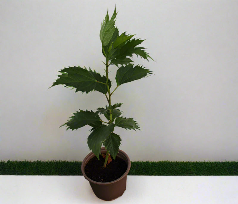 Hibiscus rosa-sinensis 10-15cm image 3
