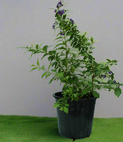Duranta erecta "Green" image 0