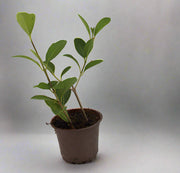 Clerodendron inerme 15-20cm image 0