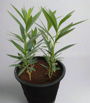 Nerium oleander 'Mix' image 0