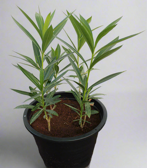 Nerium oleander 'Mix' image 0