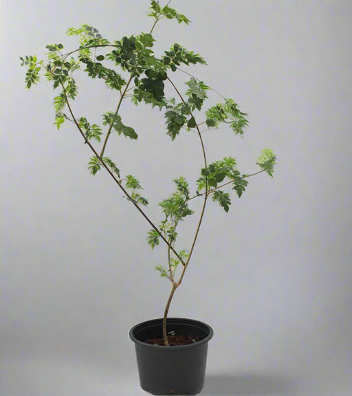 Jasminum Officinale (Rajhati) image 1