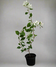 Bougainvillea glabra 'White' image 0