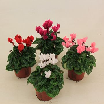 Cyclamen KL 'Verano' mixed in tray 9CM POT,20CM HT