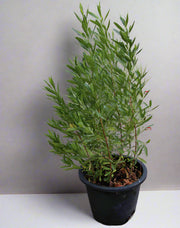 Dodonaea viscosa image 2