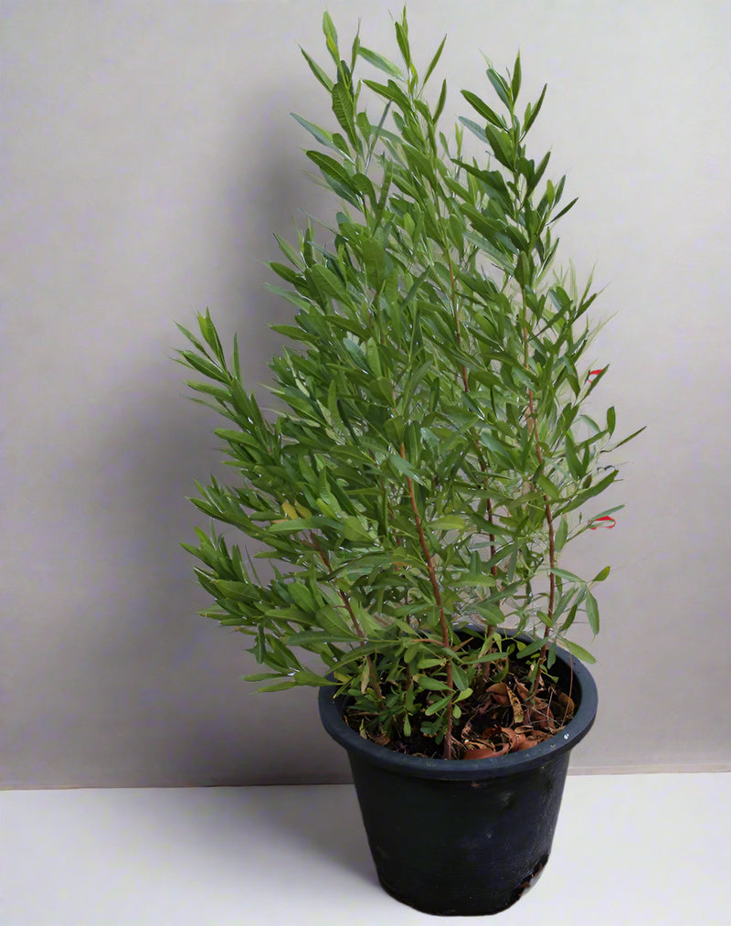 Dodonaea viscosa image 2