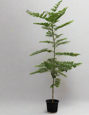 Caesalpinia pulcherrima 80cm image 0