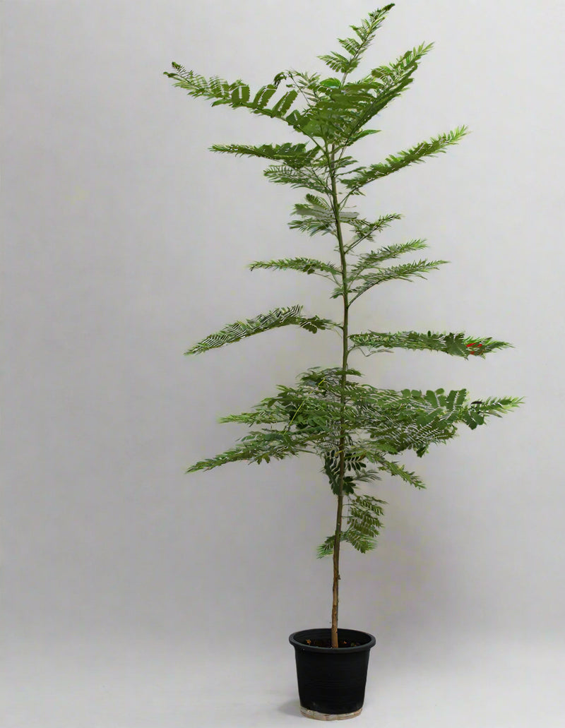 Caesalpinia pulcherrima 80cm image 0