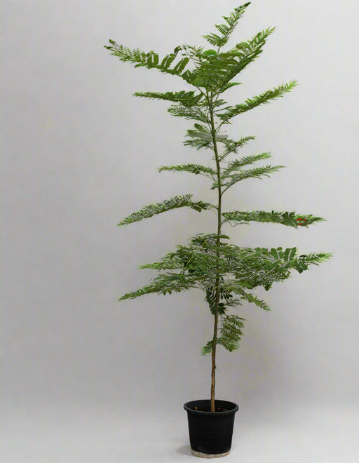 Caesalpinia pulcherrima 80cm image 0