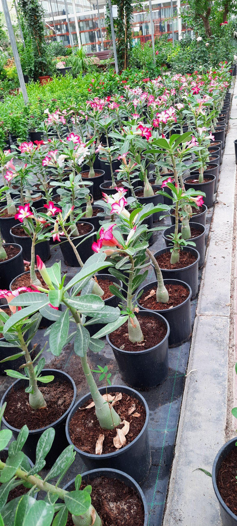 Adenium obesum image 4