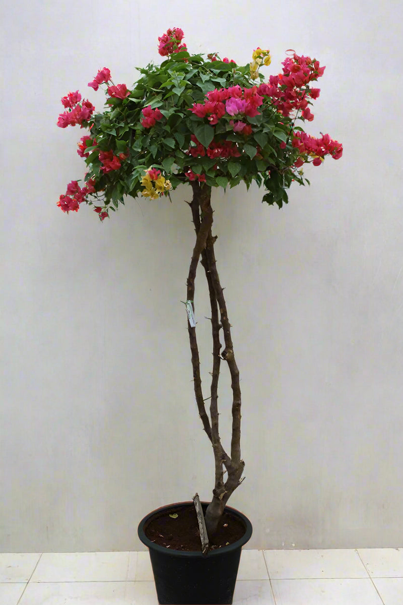 Bougainvillea Glabra image 1