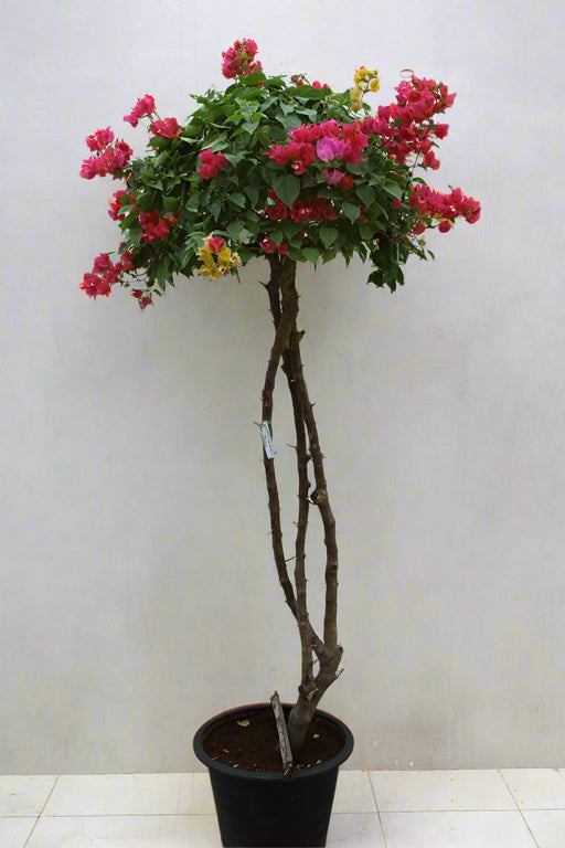 Bougainvillea Glabra image 1