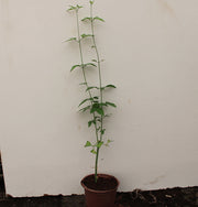 Jasminum grandiflorum image 1