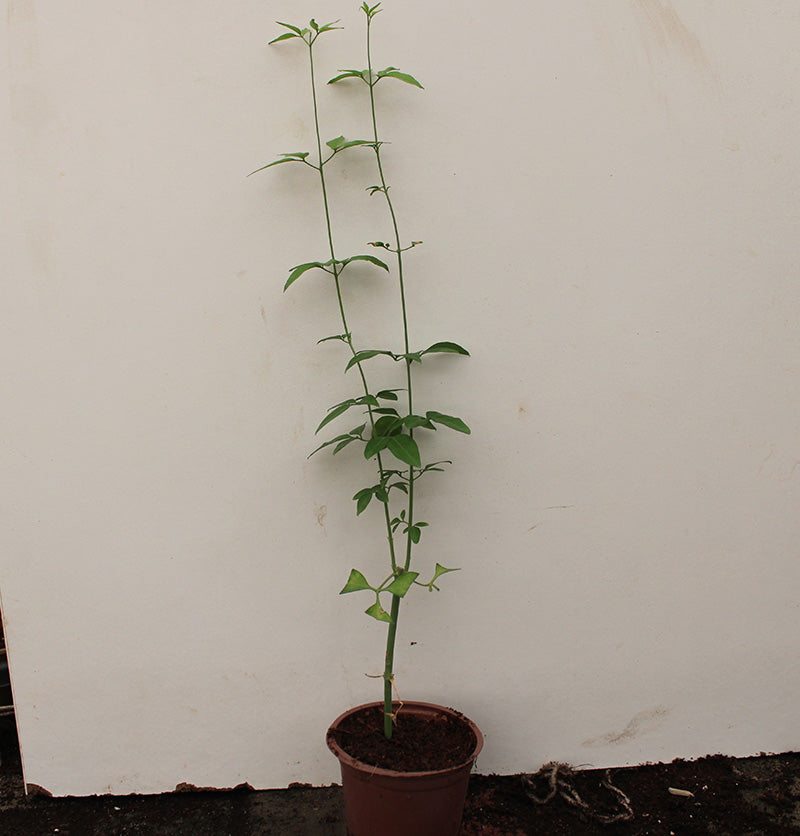 Jasminum grandiflorum image 1
