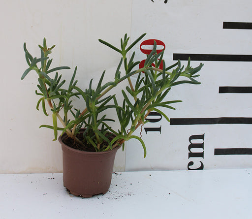 Lampranthus spectabilis image 0